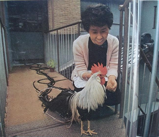 Những chú gà Onagadori thường sẽ được dùng để làm quà biếu, quà tặng bạn bè, người thân, lãnh đạo vào dịp lễ Tết bởi giá trị rất cao của chúng. Nếu như có điều kiện, bạn hãy thử một lần tìm mua và nuôi thử giống gà lông dài này xem sao.