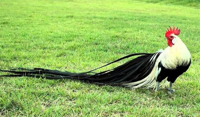 Gà Onagadori chất lượng tốt đến từ độ dài của bộ lông đuôi. Nếu có bộ lông đuôi càng dài thì chúng càng có giá trị cao, thông thường giá bán cho mỗi chú gà có bộ lông đuôi dài từ 2m trở lên đã lên tới hàng chục triệu đồng. Cá biệt có những cú gà có bộ lông đuôi dài gần chục mét đã có giá lên tới cả trăm triệu đồng.