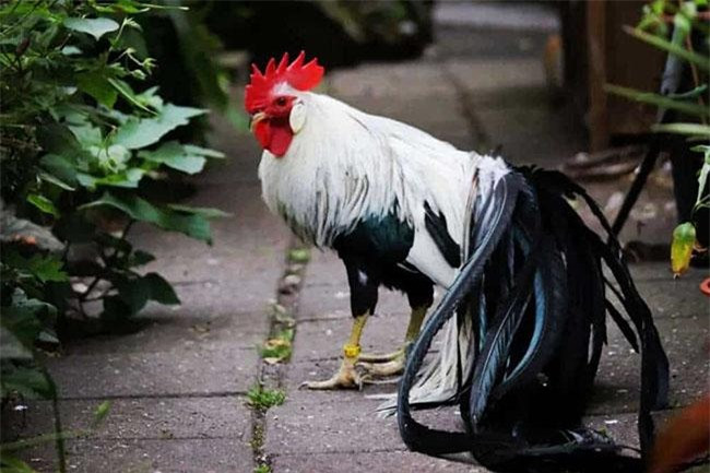 Thức ăn cho gà Onagadori cũng tương tự như những loại gà thông thường khác, chủ yếu là gạo, cám. Đối với gà trống khi trưởng thành sẽ đạt trọng lượng từ 2 - 3kg, còn đối với gà mái sẽ xấp xỉ khoảng 2kg.