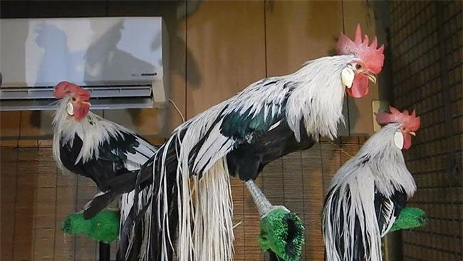 Do đó trong quá trình nuôi, người ta sẽ nhốt những con gà trống Onagadori ở những chuồng riêng biệt có chiều cao lớn để tránh chúng đánh nhau và bảo vệ cho bộ lông đuôi. Còn những con gà mái sẽ được nuôi chung với nhau trong chuồng lớn để đảm bảo quá trình đẻ trứng.