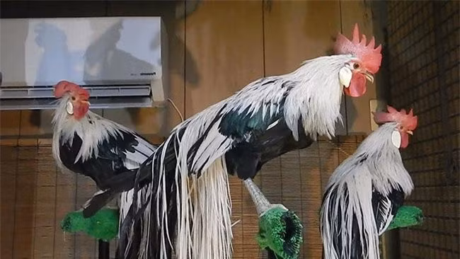 Do đó trong quá trình nuôi, người ta sẽ nhốt những con gà trống Onagadori ở những chuồng riêng biệt có chiều cao lớn để tránh chúng đánh nhau và bảo vệ cho bộ lông đuôi. Còn những con gà mái sẽ được nuôi chung với nhau trong chuồng lớn để đảm bảo quá trình đẻ trứng.