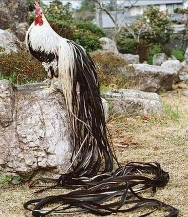 Tuy nhiên những chú gà lông dài Onagadori chỉ xuất hiện ở con trống, còn con mái hoàn toàn có hình dáng và kích thước y như những loại gà thông thường chứ không hề có bộ lông siêu dài.