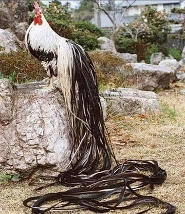 Tuy nhiên những chú gà lông dài Onagadori chỉ xuất hiện ở con trống, còn con mái hoàn toàn có hình dáng và kích thước y như những loại gà thông thường chứ không hề có bộ lông siêu dài.