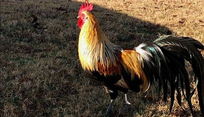 Ví dụ như vào năm 1804 khi người Nhật lần đầu tìm ra giống gà Onagadori lông dài, đuôi của chúng khi đó đã dài tới 2 mét. Sau này vào năm 1970, Nhật Bản đã ghi nhận chú gà Onagadori có bộ lông đuôi dài kỷ lục lên tới 13 mét.