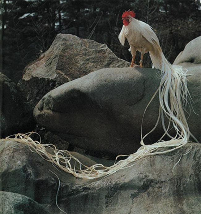 Để giữ gìn cho bộ lông đuôi của chúng luôn mượt mà và không bị gãy rụng, người nuôi thường sẽ mang chúng đi tắm gội thường xuyên, sử dụng các loại dầu gội, dầu xả cao cấp giống y như con người.