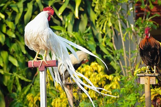 Thú chơi gà lông dài Onagadori mới du nhập vào Việt Nam không quá lâu. Tuy nhiên nó đã gây được cơn sốt lớn với rất nhiều người săn lùng, tìm mua hoặc nuôi dưỡng những con gà có bộ lông đẹp nhất.