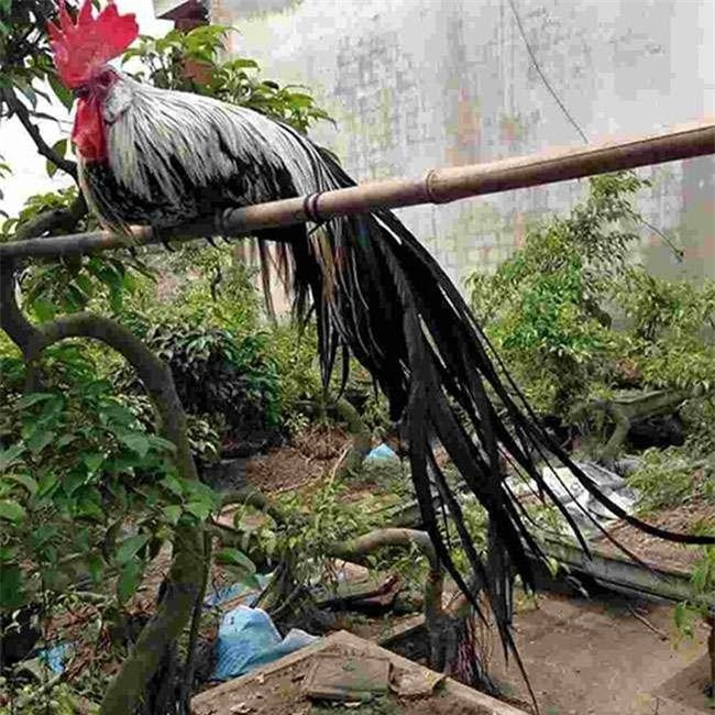 Những chú gà Onagadori có giá trị cao thì phải sở hữu bộ lông óng mượt cùng cái đuôi dài. Ngoài ra thần thái của chúng phải sắc sảo, tiếng gáy to và rõ ràng, mào đỏ chót và dựng lên vô cùng oai phong.