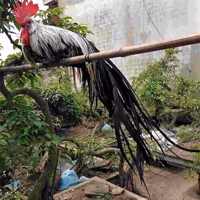 Những chú gà Onagadori có giá trị cao thì phải sở hữu bộ lông óng mượt cùng cái đuôi dài. Ngoài ra thần thái của chúng phải sắc sảo, tiếng gáy to và rõ ràng, mào đỏ chót và dựng lên vô cùng oai phong.