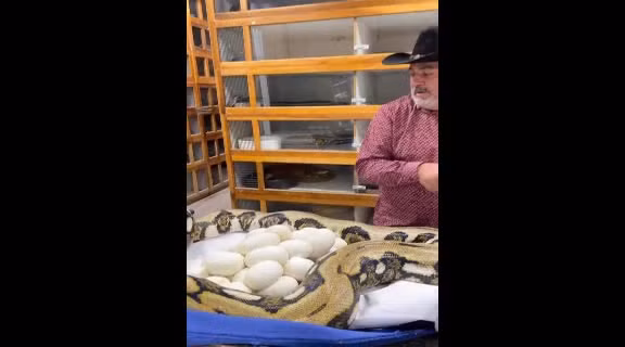 Video: Bi lay mat trung, tran du hung hang tan cong nguoi dan ong