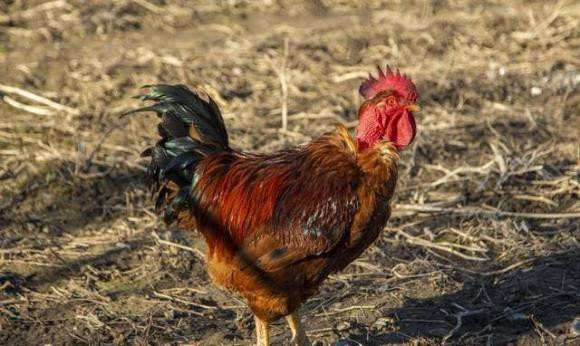 Tai sao hang ngay ga trong gay dung gio?-Hinh-2