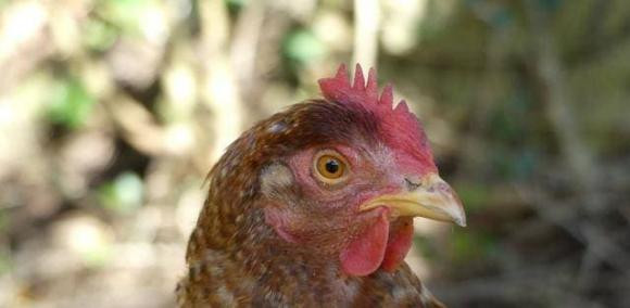 Tai sao hang ngay ga trong gay dung gio?-Hinh-4