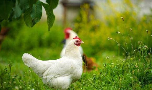 Tai sao hang ngay ga trong gay dung gio?