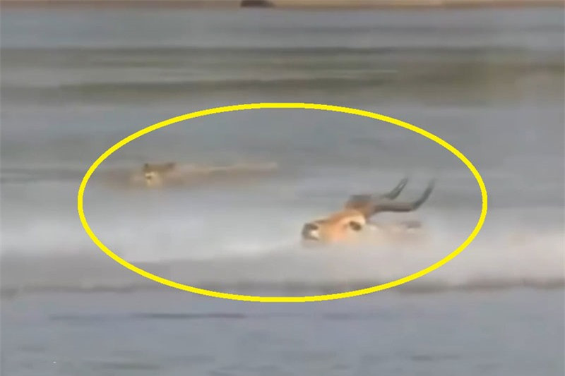 Video: Bị truy sát, linh dương vẫn thoát chết ngọn mục Video: Bi truy sat, linh duong van thoat chet ngon muc