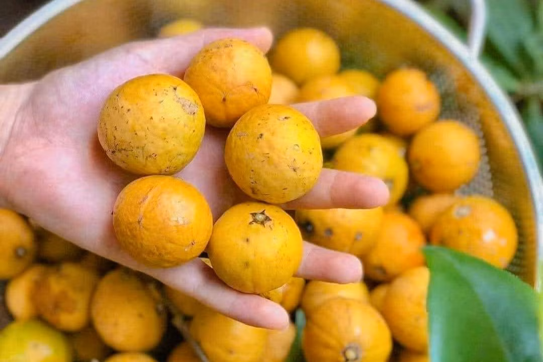 Loai qua quen thuoc o Ha Noi, cho chin vang ban gia gap 3