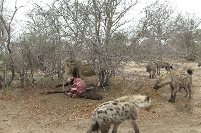 Video: Linh cau “trang tron” cuop moi cua su tu duc