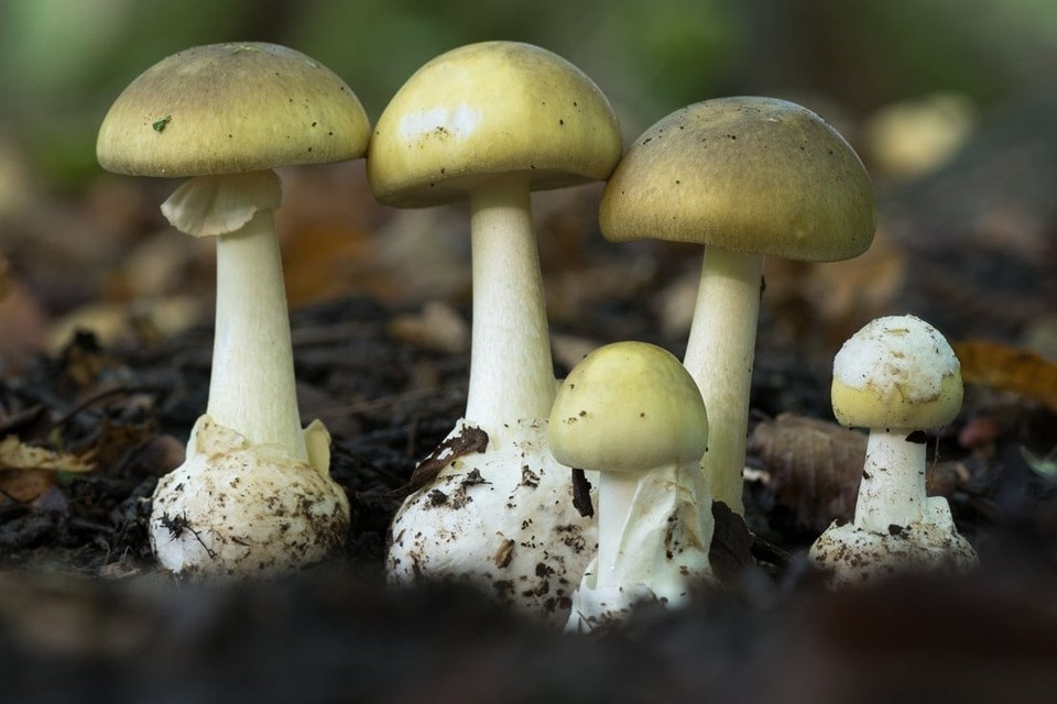 Nam tu than doc nhat the gioi giet nguoi nhu the nao?