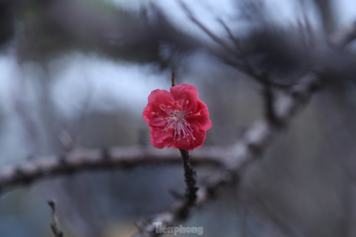 Bông hoa đào Thất Thốn rực rỡ đón Tết