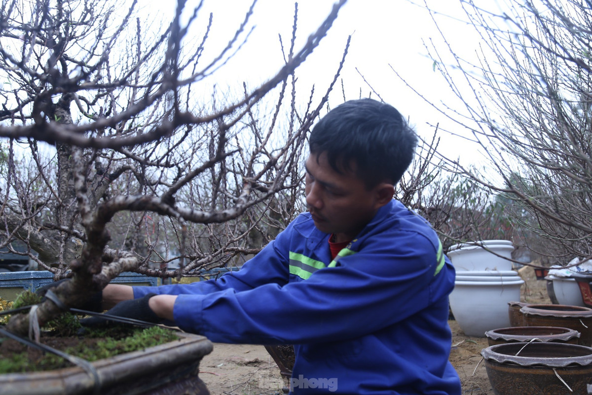 Anh Nguyễn Quang Trung, chủ vườn đào cho biết, năm nay anh nhập về khoảng 50 gốc đào Thất Thốn bán Tết. Đây là năm đầu tiên anh bán loại đào này. “Loại đào này kén người chơi. Đối tượng khách hàng tới thuê hoặc mua cây thường là những người chơi đào chính hiệu, am hiểu về giống đào Thất Thốn hoặc những đại gia sẵn sàng chi trả số tiền lớn để sở hữu”, anh Trung chia sẻ.