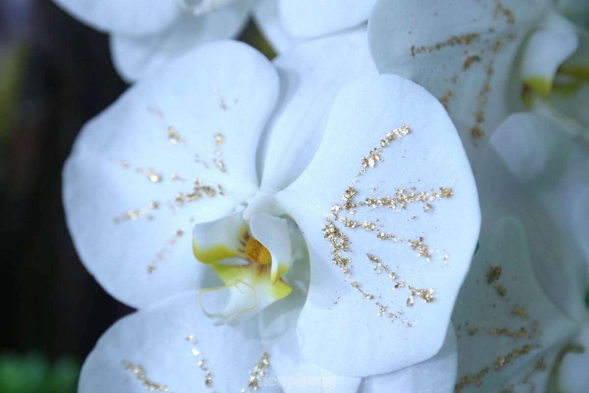 Lan trắng dát vàng 18k