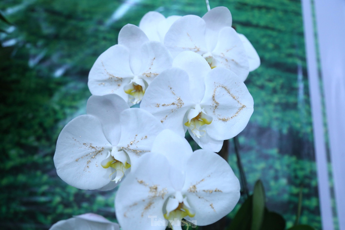 Hoa lan dát vàng có giá rất đắt đỏ, thường gấp 3-4 lần so với hoa lan bình thường