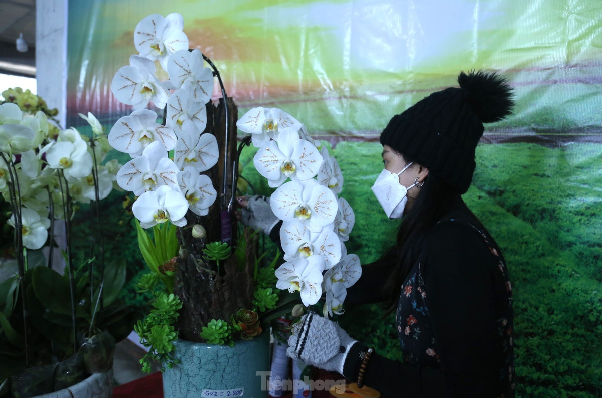 Chị Phan Hiền Lương, chủ cơ sở hoa lan trên đường đại lộ Lê Nin cho biết: "Cành hoa lan hồ điệp màu trắng tinh khôi được dát thêm những đường bằng vàng tạo vẻ đẹp lung linh, quý phái. Hoa lan dát vàng có giá rất đắt đỏ, thường gấp 3-4 lần so với hoa lan bình thường nên chỉ làm khi có khách đặt” .