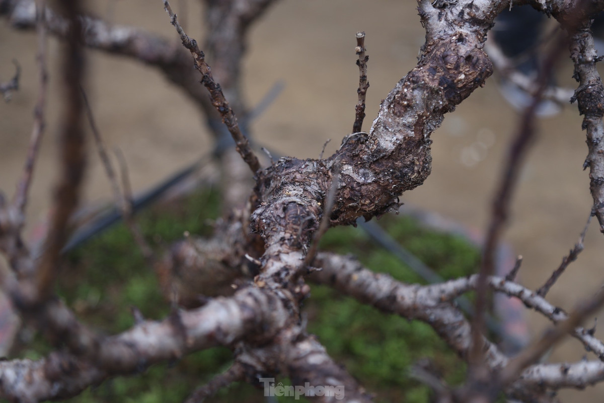 Thân cây đào có vẻ ngoài xù xì, lạ mắt