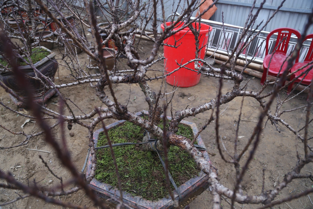 Trung bình một gốc đào Thất Thốn được bán với giá vài chục triệu, thậm chí vài trăm triệu đồng với những cây cổ thụ, có thế đẹp, nhiều hoa, nhiều nụ.