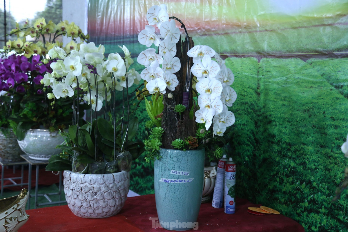 Nổi bật trong số đó là những lọ hoa lan dát vàng. Loại hoa lan được dát vàng là lan hồ điệp cánh trắng. Những cành lan được chọn để dát vàng phải để hoa nở hết, sau đó người thợ lành nghề sẽ đính những lớp vàng 18k chạy từ tâm của bông hoa ra cánh.