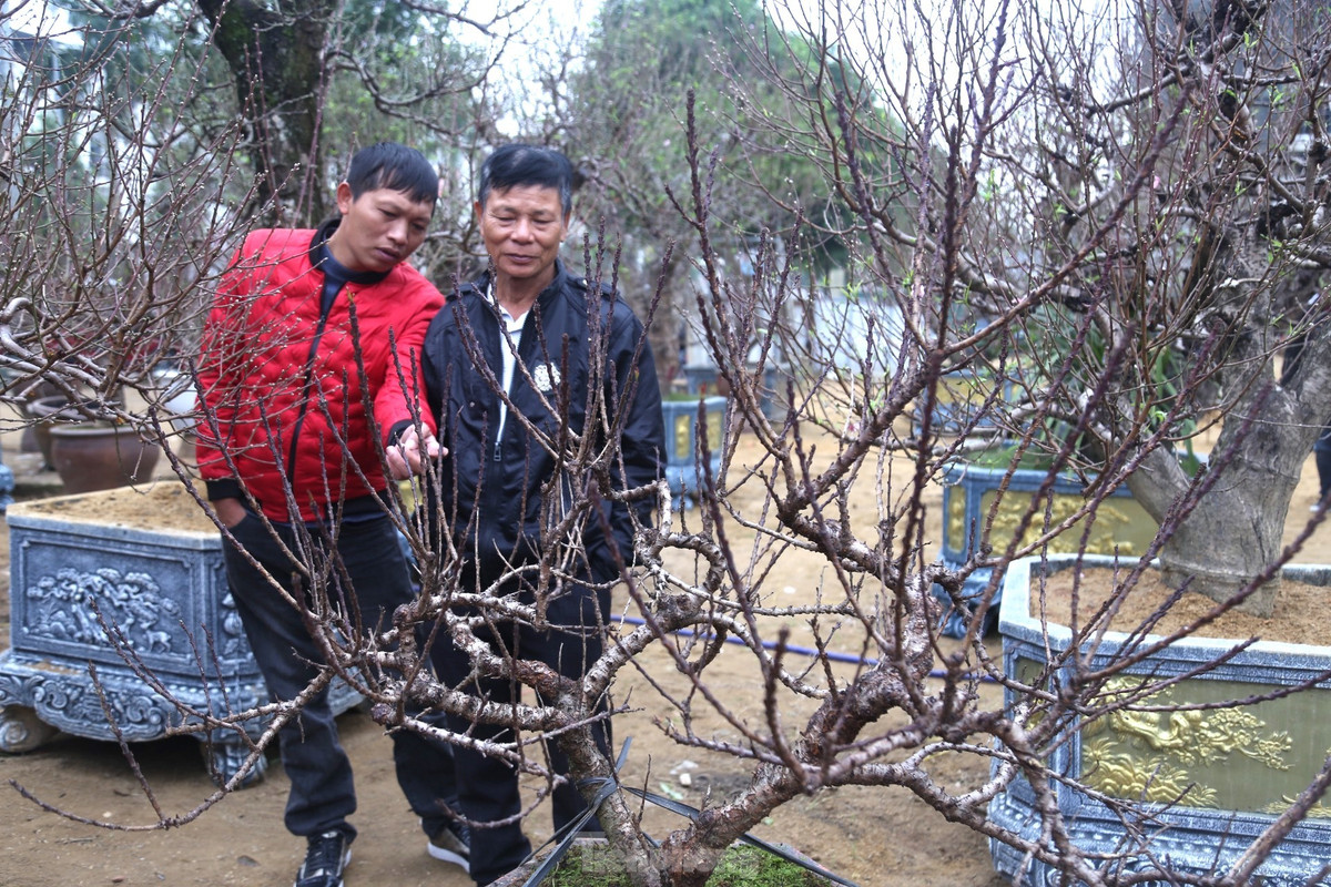 Ngoài lan trắng dát vàng gây ‘sốt’, thị trường hoa, cây cảnh phục vụ Tết ở thành phố Vinh năm nay còn xuất hiện các cây đào Thất Thốn, được dân chơi tôn là loài vương giả nhất trong các loại hoa đào.