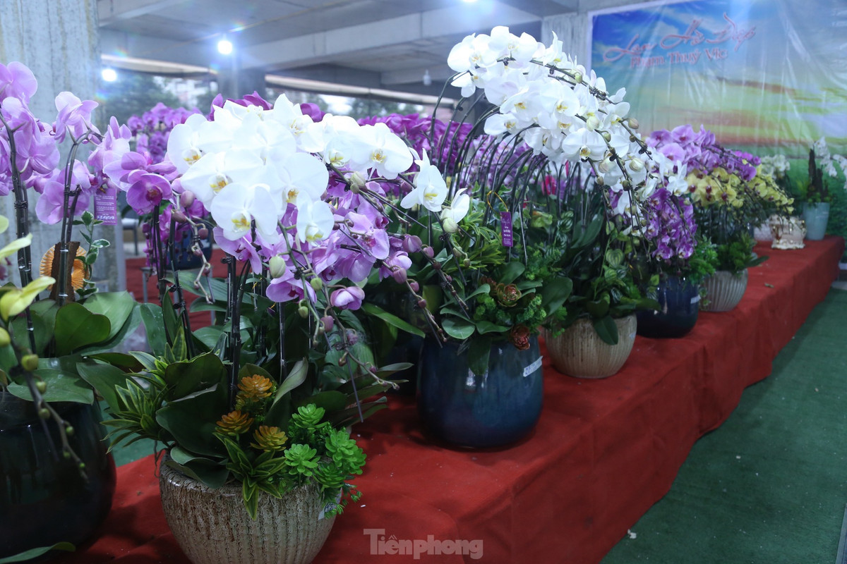 Những ngày này, dọc các con đường lớn như Đại lộ Lê nin, Nguyễn Thị Minh Khai,… (TP Vinh, Nghệ An) tràn ngập các loại hoa phục vụ Tết Nguyên đán 2023. Trong đó, hoa lan Hồ điệp được bày bán với số lượng lớn. Những chậu lan được ghép, trang trí với đủ các kích thước có giá từ vài triệu đồng đến hàng chục triệu đồng.