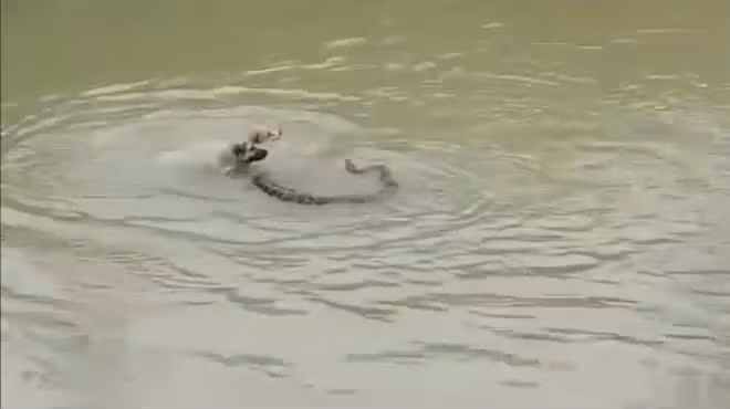 Video: Chó nhà lao xuống nước tử chiến trăn khủng và cái kết Video: Cho nha lao xuong nuoc tu chien tran khung va cai ket