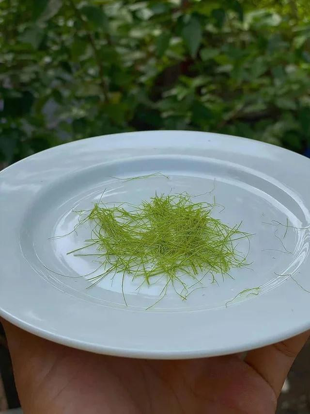 Bat trend ngay Tet, cach thai la chanh sieu mong xo duoc kim khau-Hinh-4