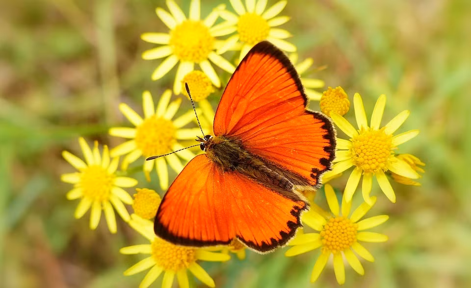 Ai sinh thang Am lich nay khiem ton, cham chi, gap nhieu may man-Hinh-3