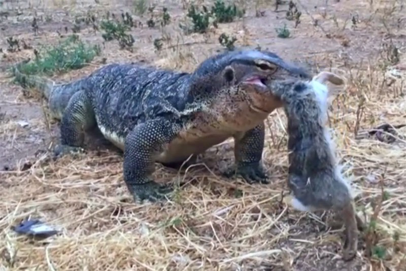 Kỳ đà đào hang bắt gọn thỏ trong chớp mắt ảnh 1