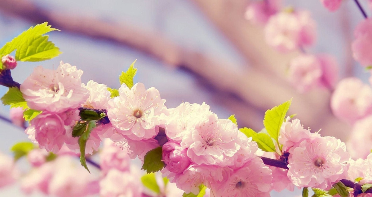 Tuan moi tu 30/1, xuan sang, 3 con giap hai loc day tay-Hinh-3