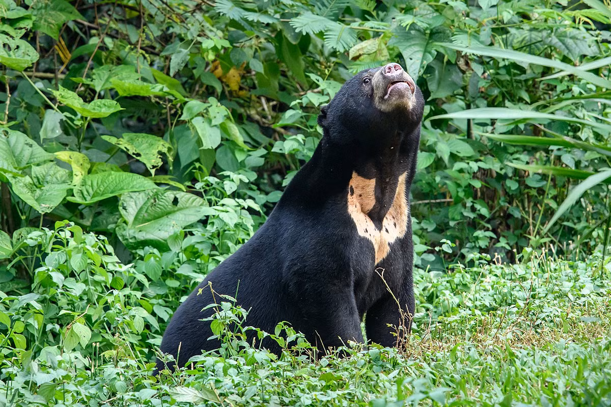 Kham pha bi mat ve loai gau cho-Hinh-4