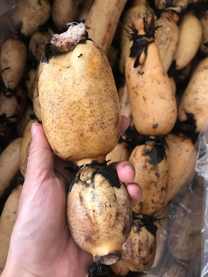Củ sen - Loại củ bán sang Hàn Quốc quý như nhân sâm - Hình 4 Cu sen - Loai cu ban sang Han Quoc quy nhu nhan sam-Hinh-4