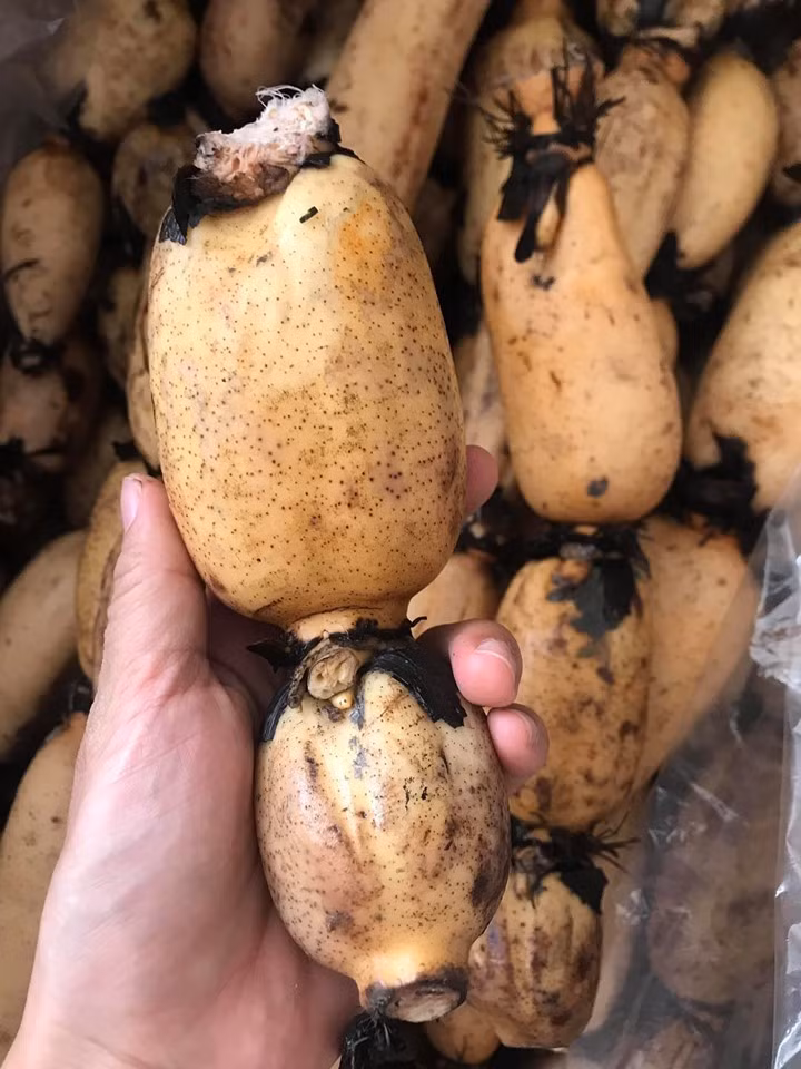 Củ sen - Loại củ bán sang Hàn Quốc quý như nhân sâm - Hình 4 Cu sen - Loai cu ban sang Han Quoc quy nhu nhan sam-Hinh-4