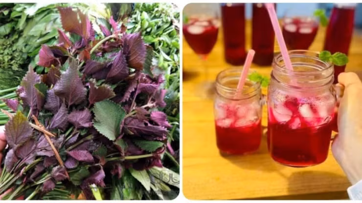 Loai rau moc day o vung que nhung chong ung thu cuc tot