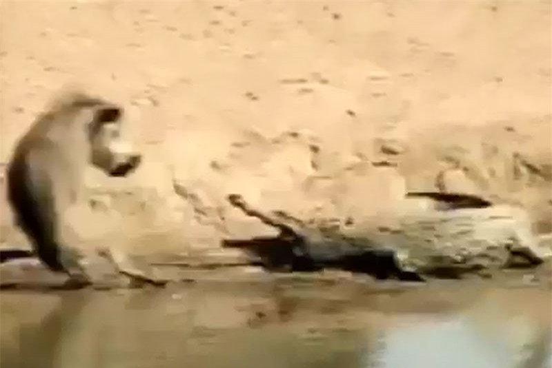 Video: Heo rung suyt bo mang vi “treu nguoi” ca sau