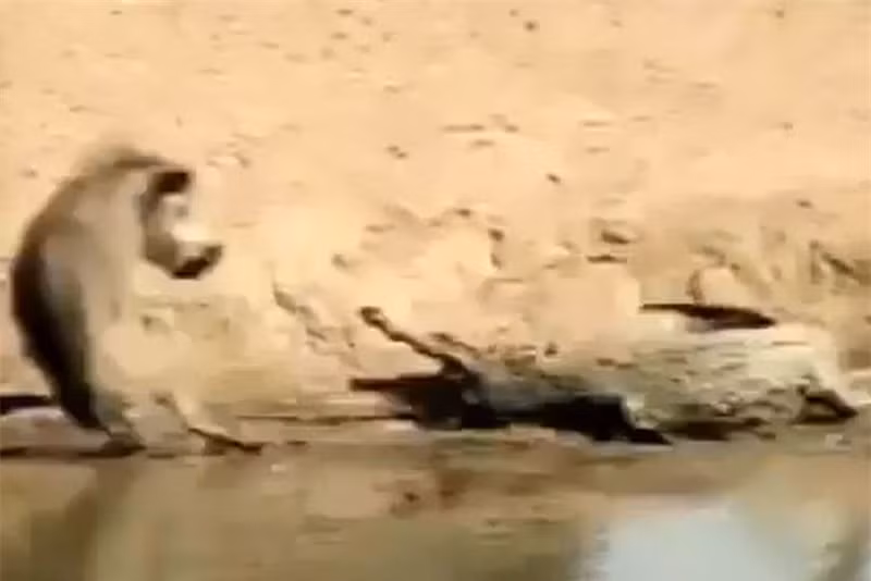 Video: Heo rung suyt bo mang vi “treu nguoi” ca sau