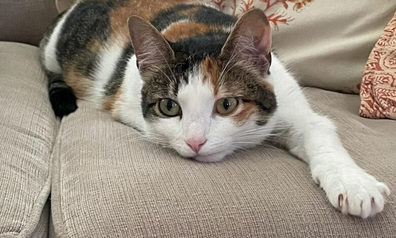 Tuổi Mão. Những người tuổi Mão cũng rất thông minh và lanh lợi. Bản tính của họ là tính toán kỹ lưỡng và lên kế hoạch cho tương lai. Con giáp này cũng có khả năng thích nghi với thời đại, giúp họ tránh được nhiều khó khăn trong cuộc sống.