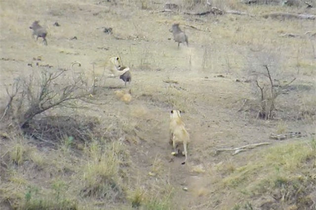 Cũng giống như 2 chú sư tử cái này, màn rình rập xuất sắc cùng sự phối hợp ăn ý đã giúp chúng săn được một con lợn bướu khá lớn, đủ để xoa dịu cái đói trong mùa khô cho cả 2.