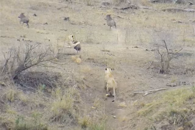 Cũng giống như 2 chú sư tử cái này, màn rình rập xuất sắc cùng sự phối hợp ăn ý đã giúp chúng săn được một con lợn bướu khá lớn, đủ để xoa dịu cái đói trong mùa khô cho cả 2.