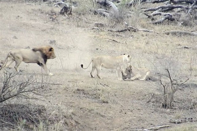 Thế nhưng, khi chưa thể giết chết con mồi, 2 chú sư tử cái đã bị con sư tử đực lao tới cướp mồi.