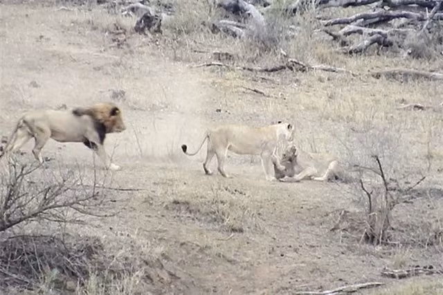 Thế nhưng, khi chưa thể giết chết con mồi, 2 chú sư tử cái đã bị con sư tử đực lao tới cướp mồi.