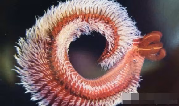 6 sinh vat co the song sot sau chien tranh hat nhan-Hinh-3