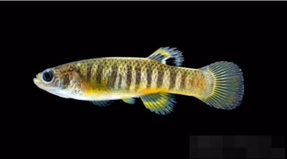 6 sinh vat co the song sot sau chien tranh hat nhan-Hinh-5