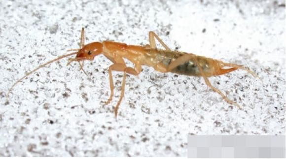 6 sinh vat co the song sot sau chien tranh hat nhan-Hinh-4