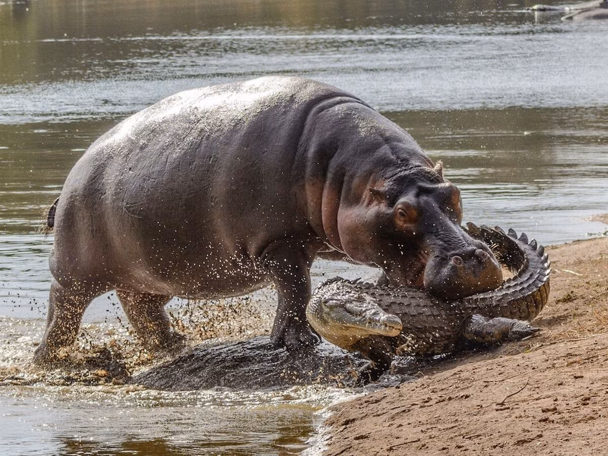 Ha ma lao vao gianh con moi voi ca sau-Hinh-3